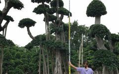 漳州4.5m吊根造型小叶榕